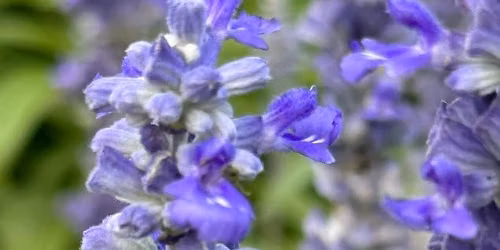 Bee Expedition at the Arboretum
