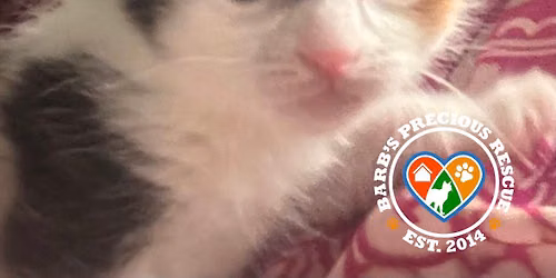 Tiny Tails Kitten Shower