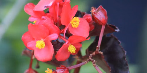 Propagation of Begonias
