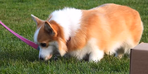 Nosework Drop-In Practice