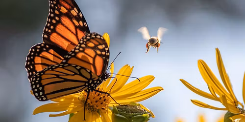 Planting Herbs for Pollinators: Support Your Local Bees, Butterflies, and Beyond! - Marion