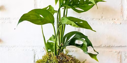 Kokedama Workshop