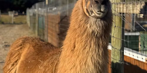 Open Barnyard on Small Business Saturday 11/29