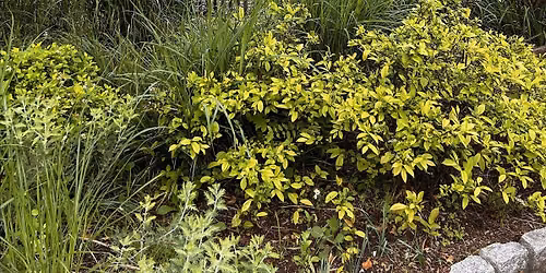 Restore & Reconnect: A Mindfulness Retreat in Nature