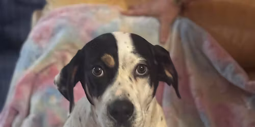 Berkeley County Humane Society Yard Sale