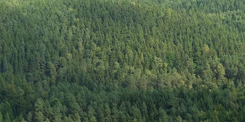 F\u00f6rel\u00e4sning: Skogens klimatnytta