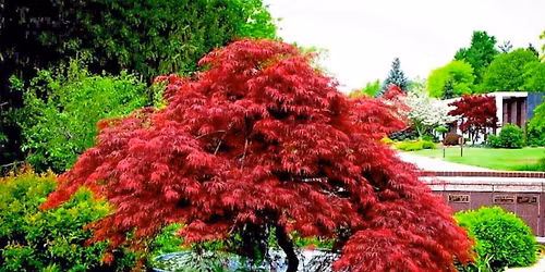 Basic Landscape Principles and Practices class