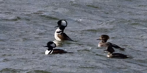 Fall Field Trip: Cheat Lake Fall Waterfowl