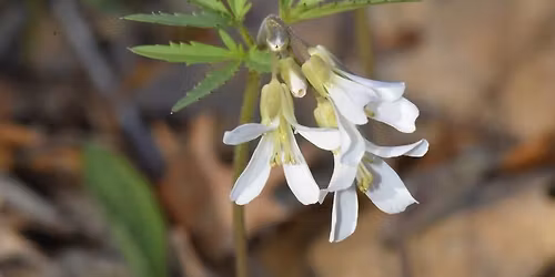 Wildflower Walk at Black Hawk Forest Nature Preserve