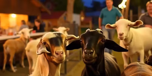 BINGO Night w\/ the Goats 