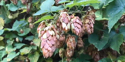 Humle - Plante og \u00f8lsmagning\/Hops - The Plant and beer tasting