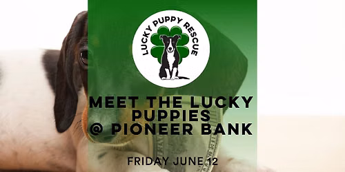 NY-Meet the Lucky Puppies at Pioneer Bank Queensbury
