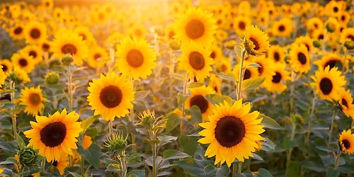 Midsummer Ritual & Celebration