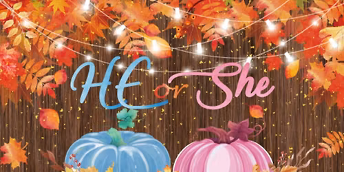 Baby Sanders #2 Gender Revel