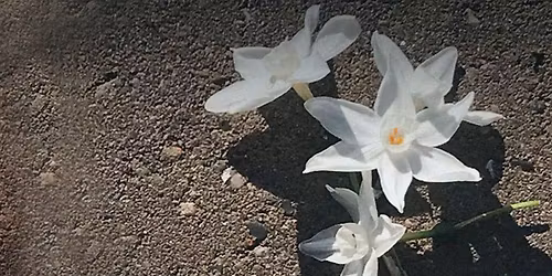 Tracing Perfume: Uncommon Florals (in person)