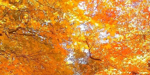 Tree Tunnel  **FALL MINIS**