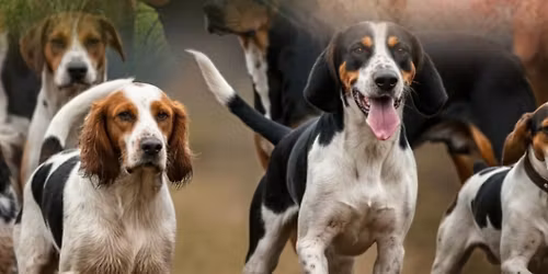 Rassekunde & rassespezifisches Suchverhalten mit Gerd Leder und Michael Eichhorn