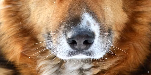 TAO - The Art of Observing