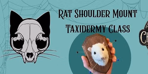 Rat Shoulder Mount Taxidermy Class 