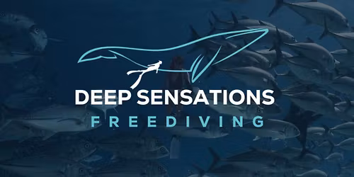 Social Dive - Wollongong