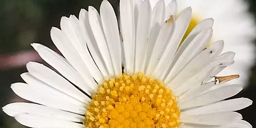 \ud83c\udf38 She Returns: A Sacred Journey \ud83c\udf38