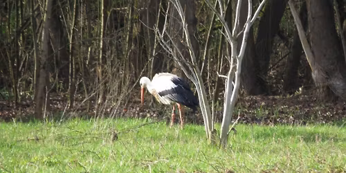 Pflege der Mombacher Storchenwiesen gemeinsam mit dem NABU Mainz 