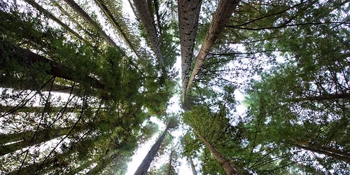 Rooted in Resilience: A Forest Therapy Walk for Those on a Healing Journey
