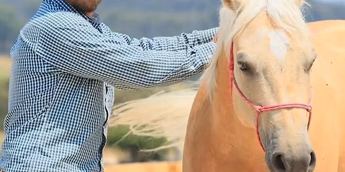 Knights Equestrian clinic 