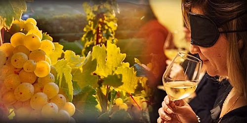 Il Riesling: il suo fascino e la sua irresistibile intensit\u00e0