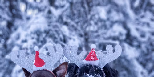 Julechallenge i kong-s\u00f8k! (fullt)