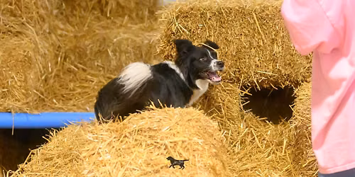 Cudahy Kennel Club Barn Hunt Trial October 23 - 25, 2026