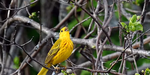 Birding Workshop: Warblers by Ear