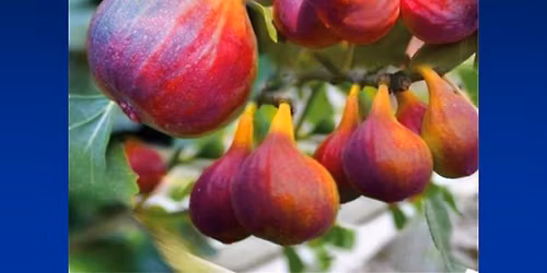 Mad About Figs (free talk)