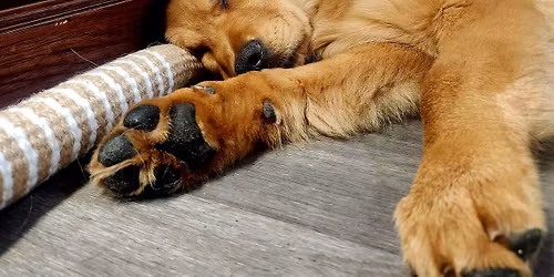 Paws with a Purpose