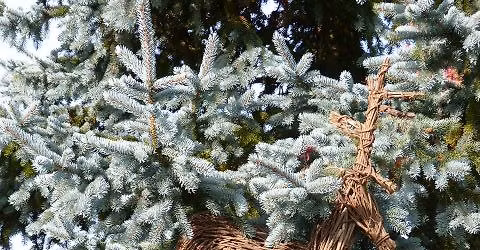 Find Santas Reindeer Hunt