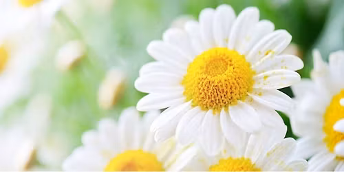 Mother's Day Brunch, Lunch & Dinner 2026