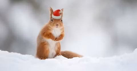 Red Squirrel Christmas Run
