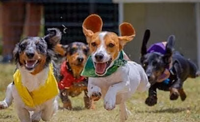 Wiener Dog Derby at Avalon Park Oktoberfest Orlando