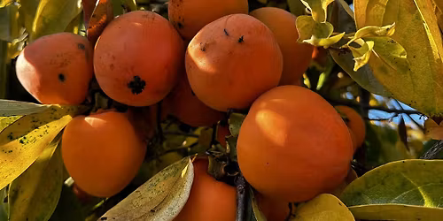 Contra Costa Fruit Rescue - Crow Canyon Gardens San Ramon