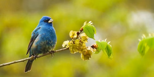 Morning Bird Hike