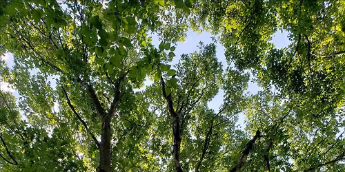 Jr. Naturalist Tree Talk