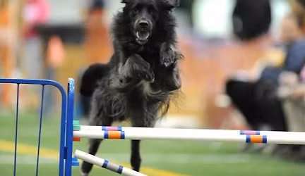 AKC Agility Trials sponsored by BDTA