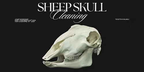 Sheep Skull Cleaning Workshop - 2 Days