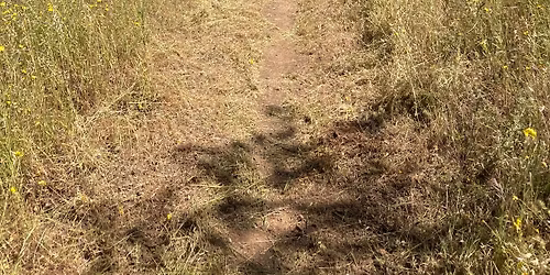 Middle Trail Brushing