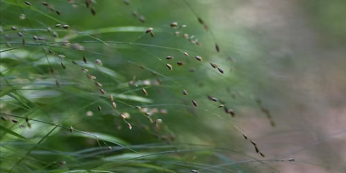 Orchids and Grasses with Leif Bersweden