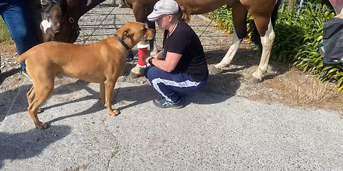 Equine First Aid Clinic 