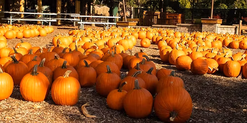 Pumpkin Fest 