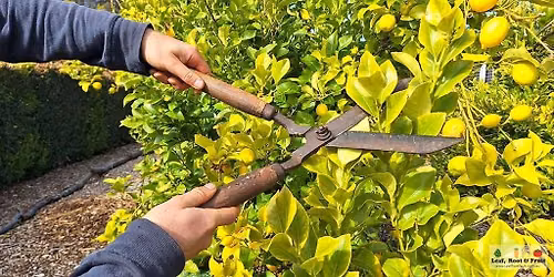 Fruit Tree Pruning with Mark Tancig