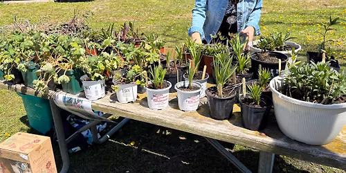 Plant Swap 2026! At The Inclusive Bean