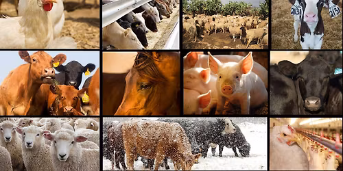 8th International Symposium on Animal Mortality Management